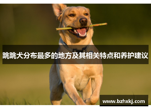跳跳犬分布最多的地方及其相关特点和养护建议